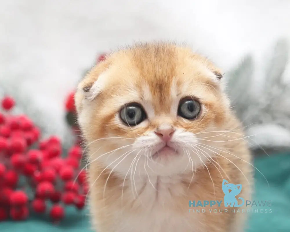 Edgar Scottish Fold male black golden shaded live animals