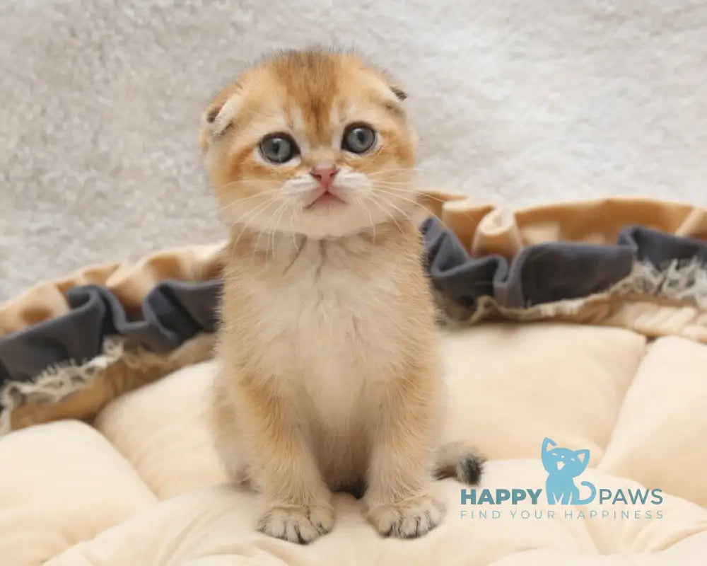 Edgar Scottish Fold male black golden shaded live animals