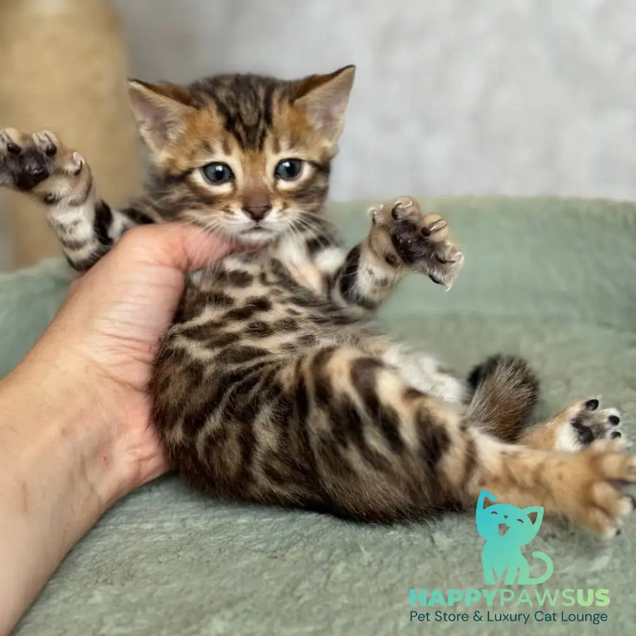 Edison Bengal male black spotted tabby - live animals