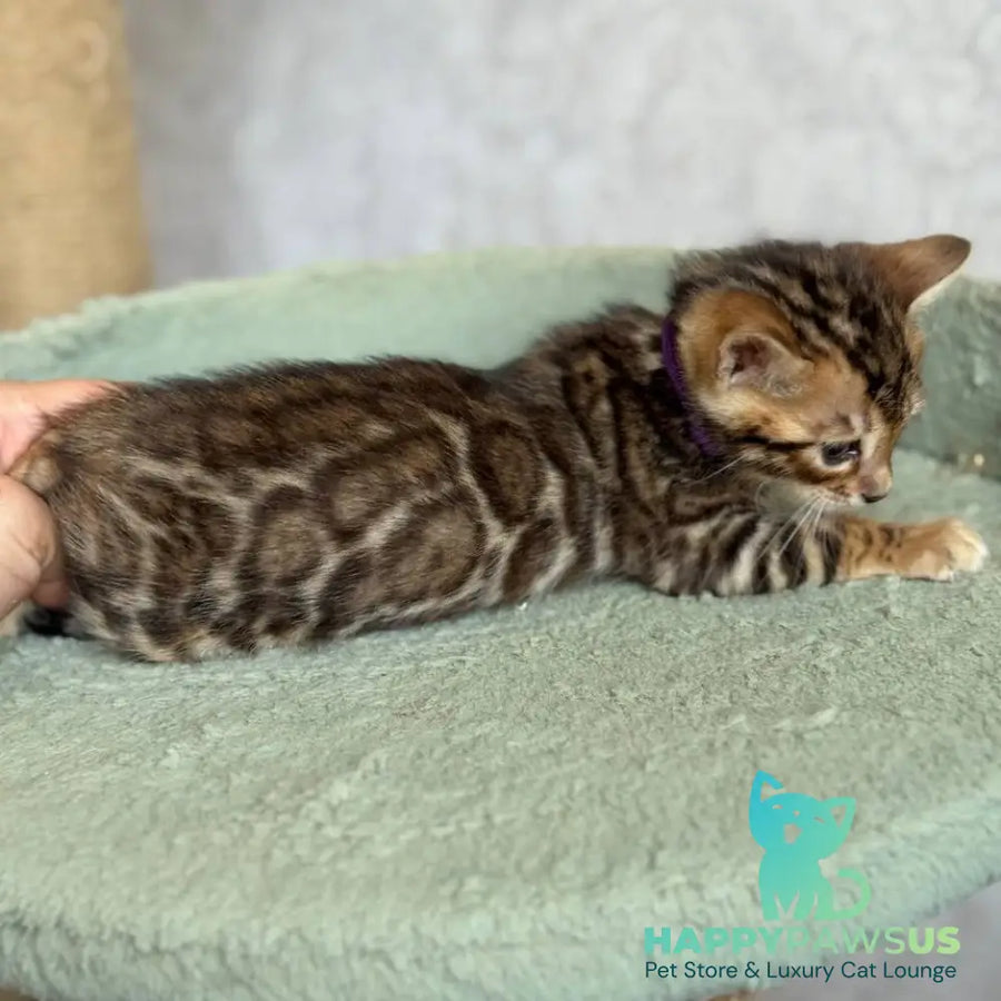 Edison Bengal male black spotted tabby - live animals