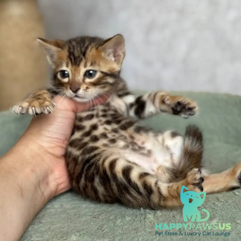 Edison Bengal male black spotted tabby - live animals