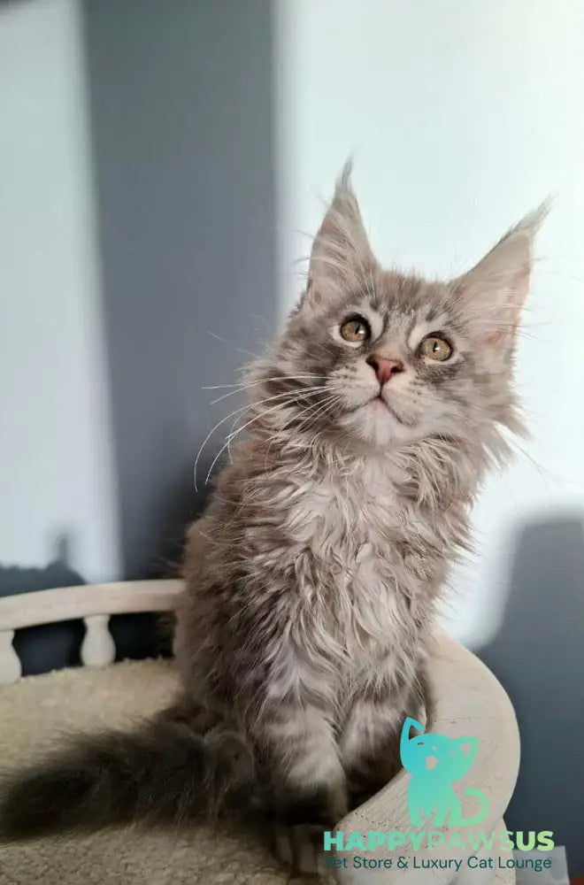 Edison Maine Coon male blue silver tabby - live animals