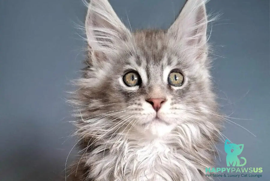 Edison Maine Coon male blue silver tabby - live animals