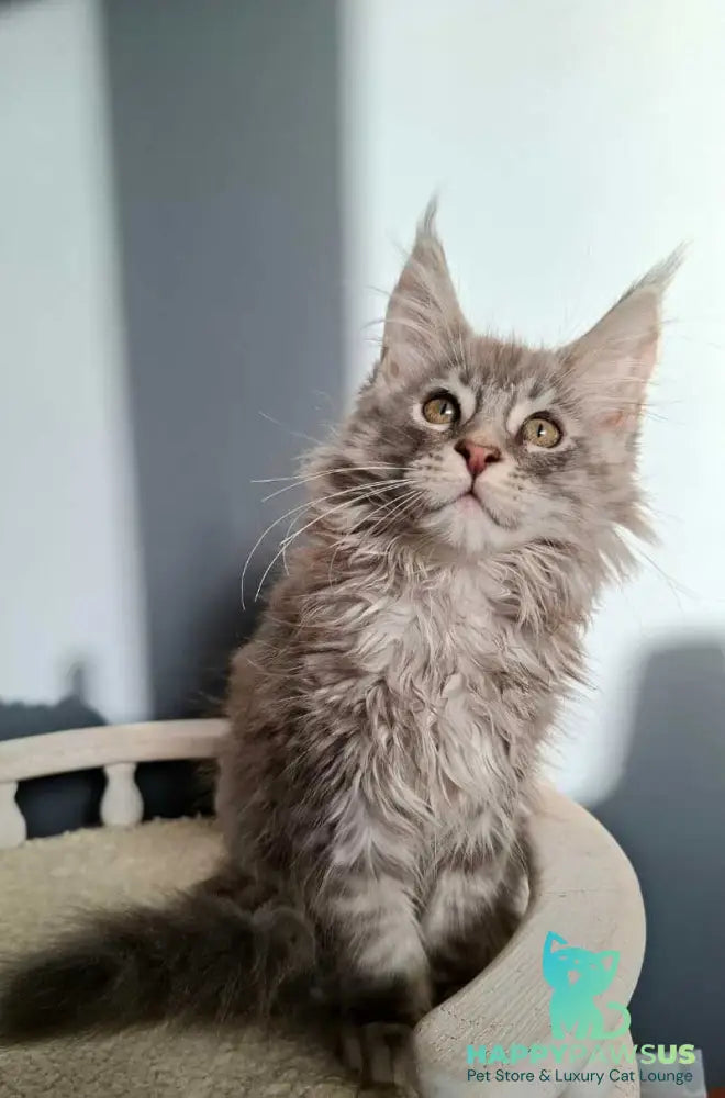 Edison Maine Coon male blue silver tabby - live animals