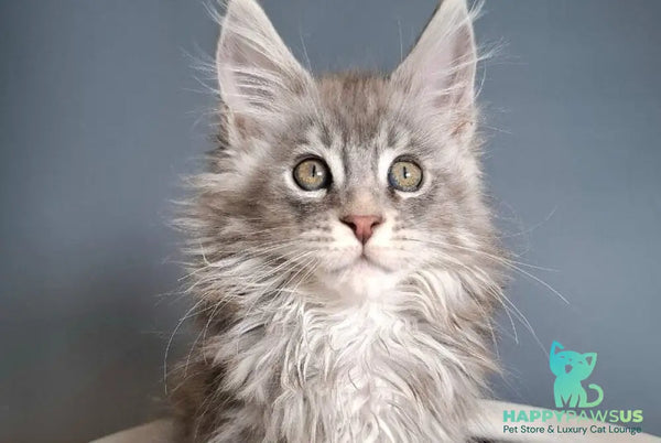Edison Maine Coon male blue silver tabby - live animals