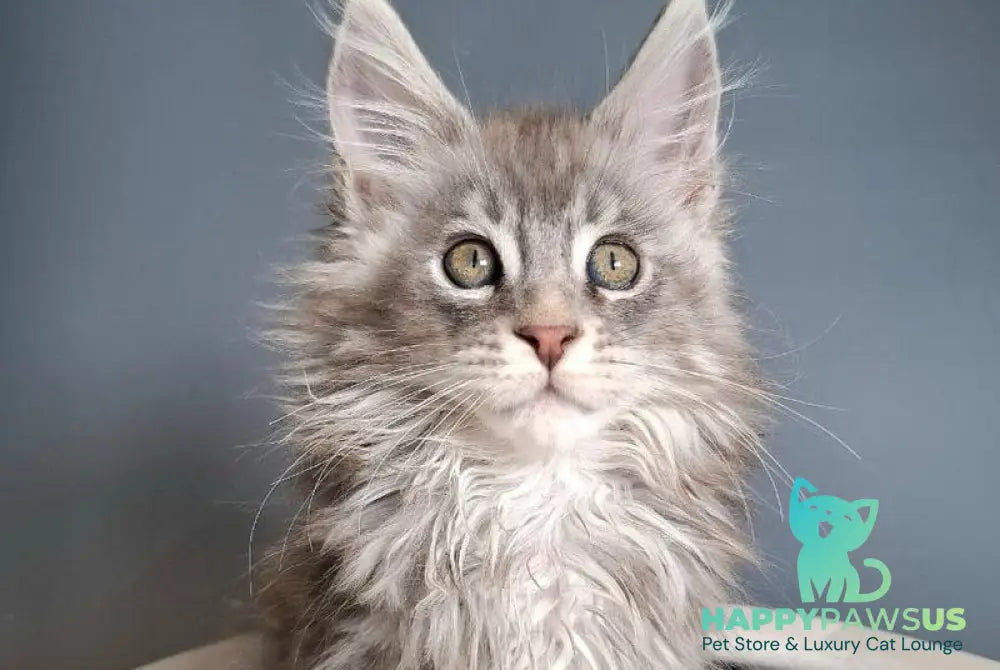 Edison Maine Coon male blue silver tabby - live animals