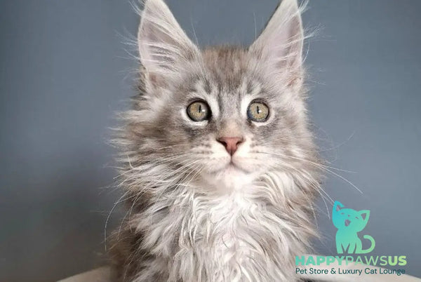 Edison Maine Coon male blue silver tabby - live animals