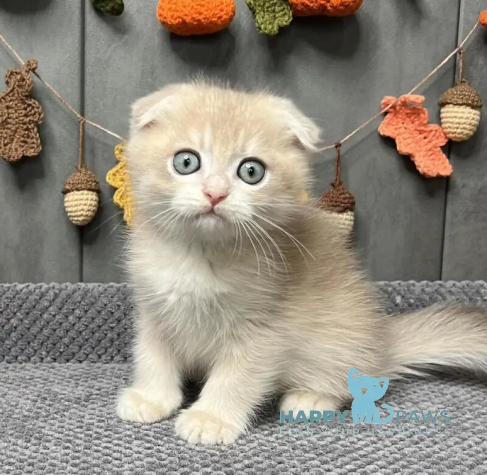 Edison Scottish Fold male blue golden chinchilla live animals