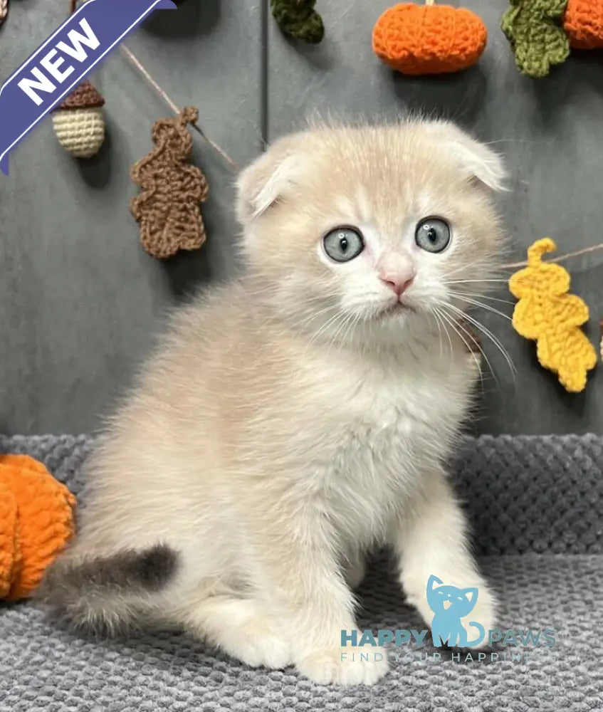 Edison Scottish Fold male blue golden chinchilla live animals