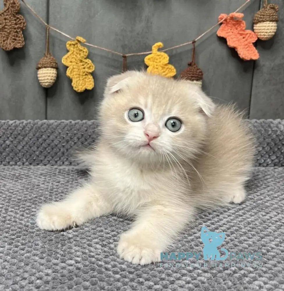Edison Scottish Fold male blue golden chinchilla live animals