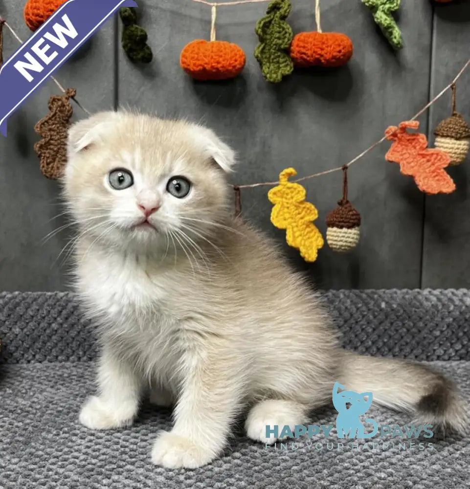 Edison Scottish Fold male blue golden chinchilla live animals
