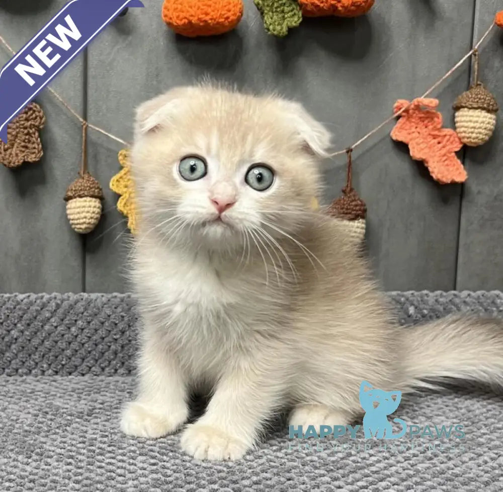 Edison Scottish Fold male blue golden chinchilla live animals