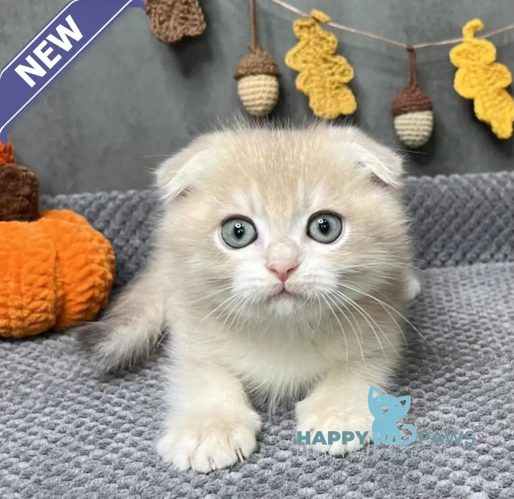 Edison Scottish Fold male blue golden chinchilla live animals