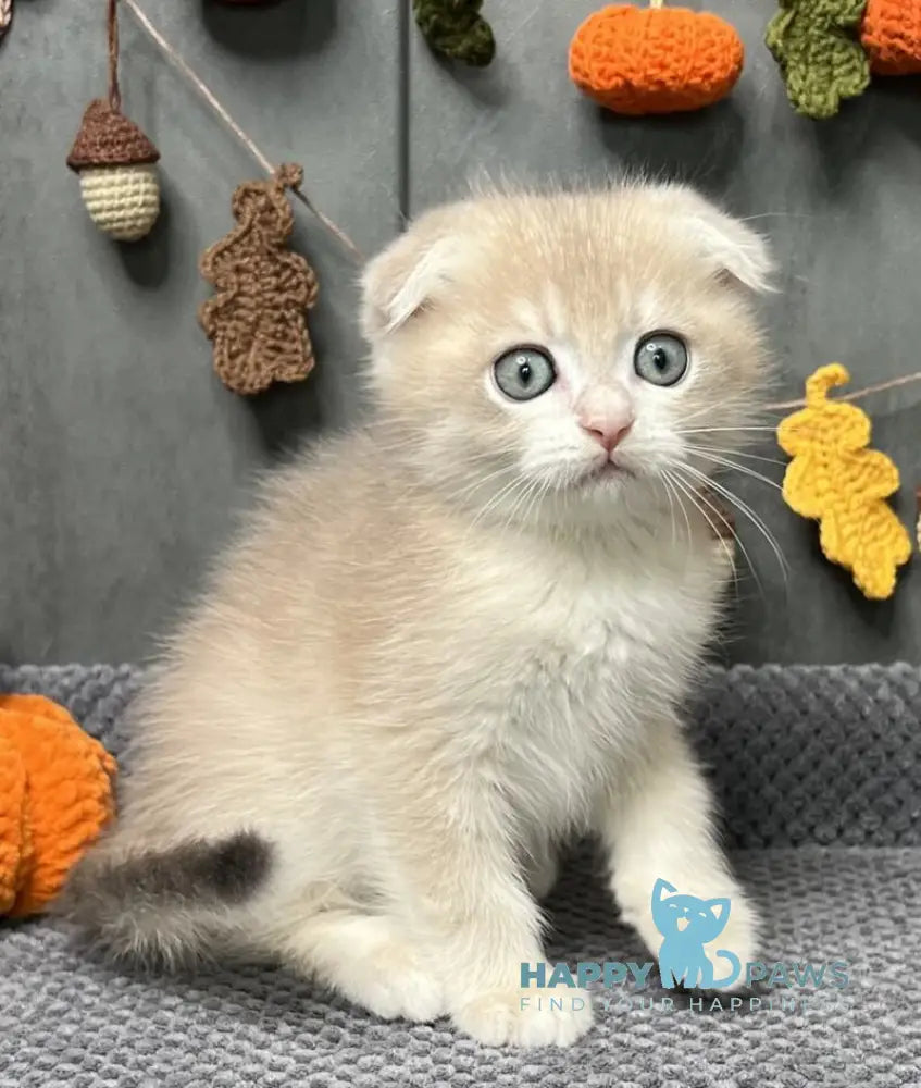 Edison Scottish Fold male blue golden chinchilla live animals