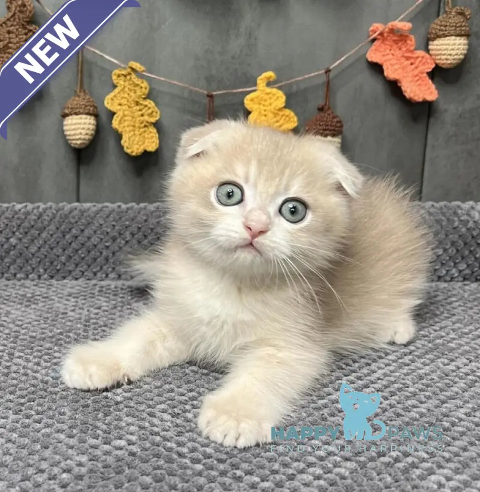 Edison Scottish Fold male blue golden chinchilla live animals
