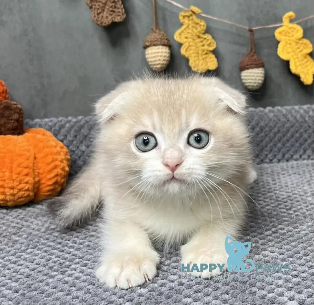 Edison Scottish Fold male blue golden chinchilla live animals