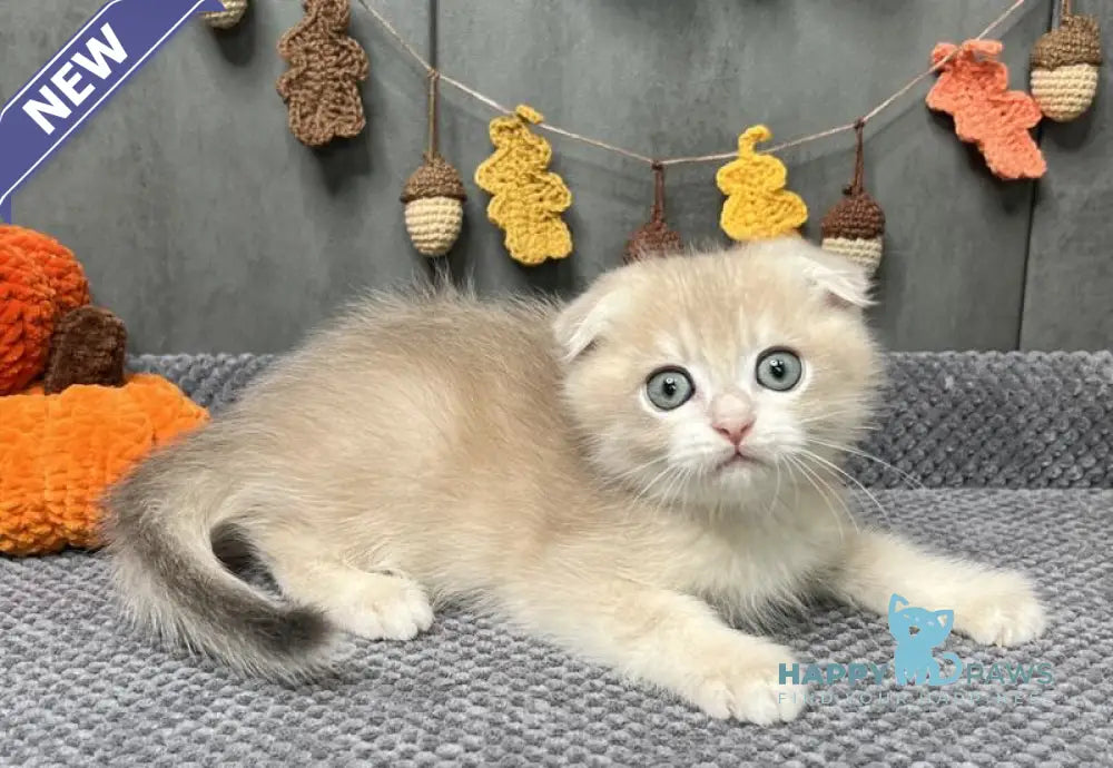 Edison Scottish Fold male blue golden chinchilla live animals
