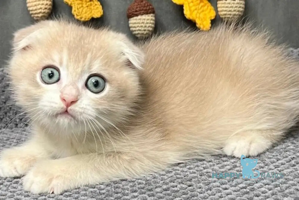 Edison Scottish Fold male blue golden chinchilla live animals