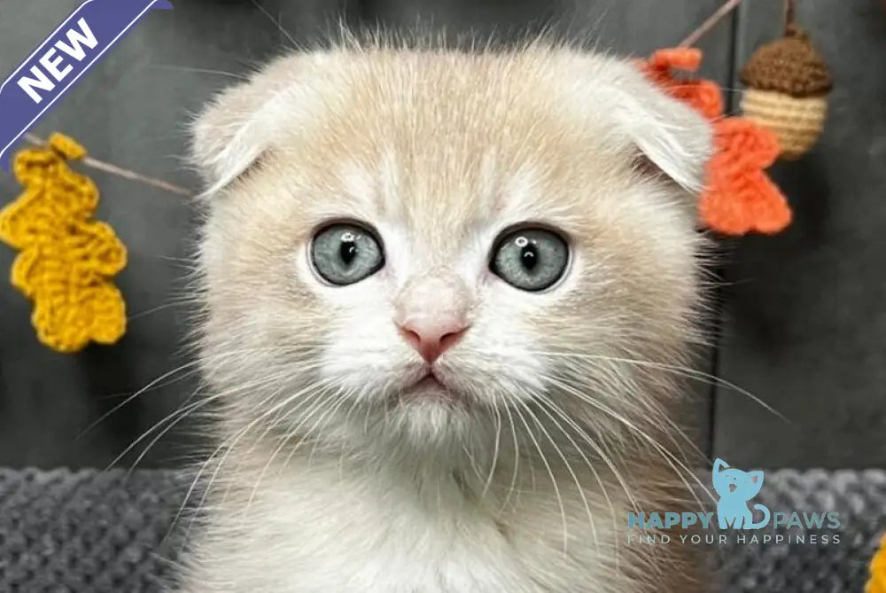 Edison Scottish Fold male blue golden chinchilla live animals