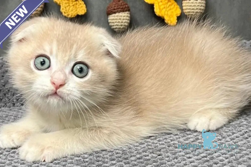 Edison Scottish Fold male blue golden chinchilla live animals