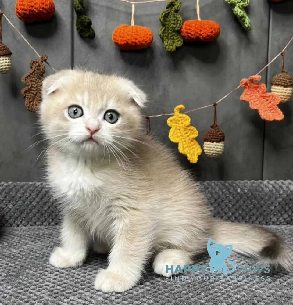 Edison Scottish Fold male blue golden chinchilla live animals