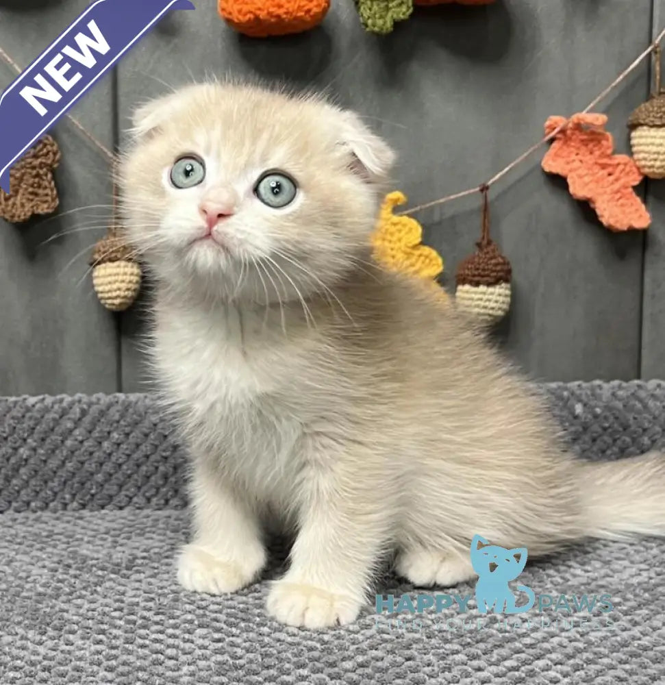 Edison Scottish Fold male blue golden chinchilla live animals