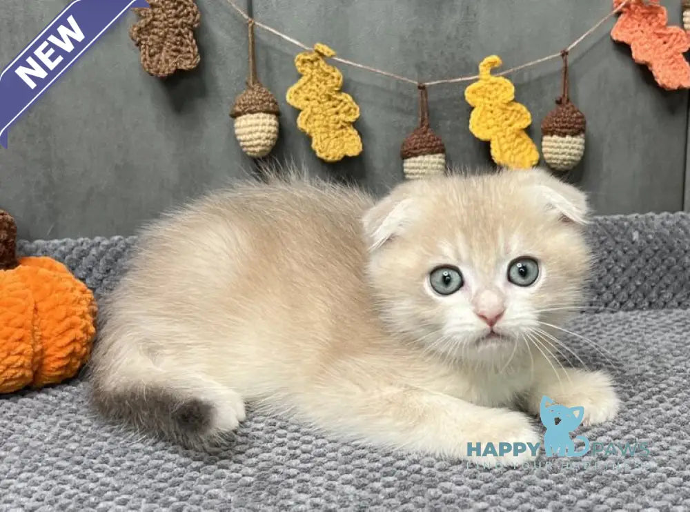 Edison Scottish Fold male blue golden chinchilla live animals