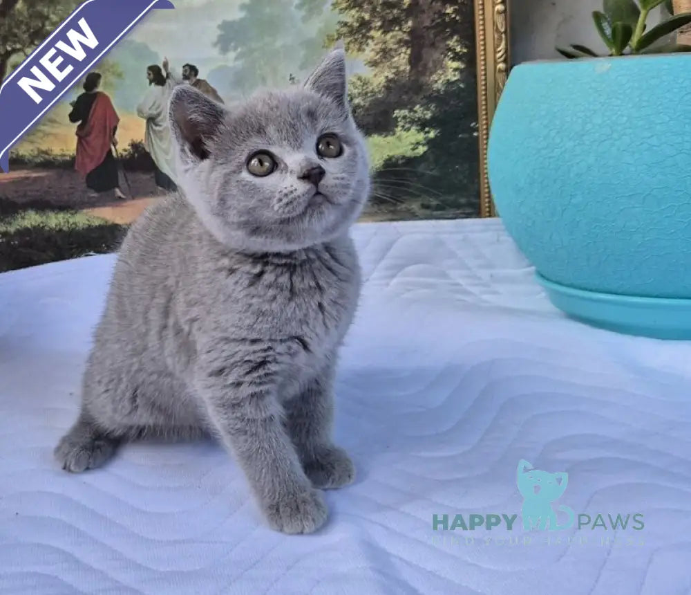 Edita Scottish Straight female blue live animals