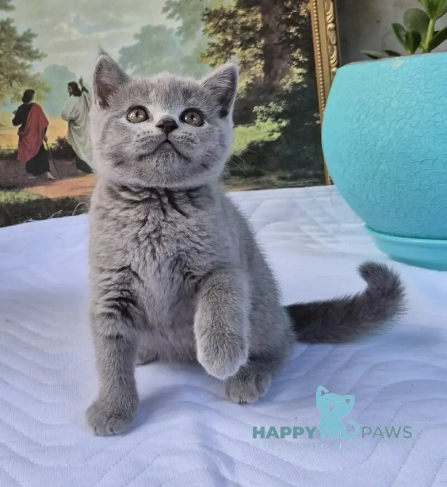 Edita Scottish Straight female blue live animals