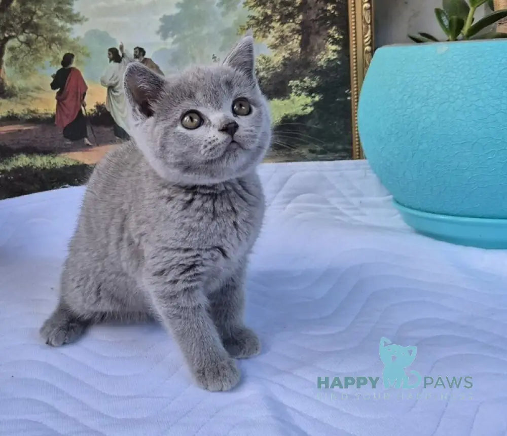 Edita Scottish Straight female blue live animals