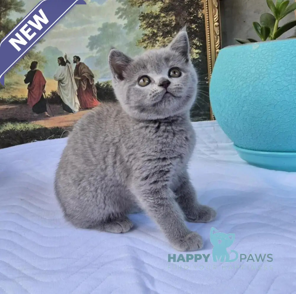 Edita Scottish Straight female blue live animals