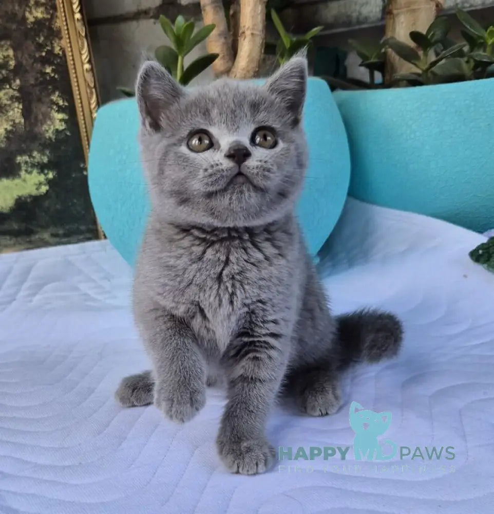 Edita Scottish Straight female blue live animals