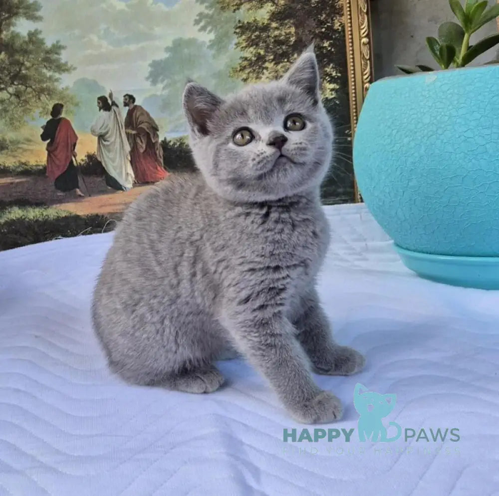 Edita Scottish Straight female blue live animals