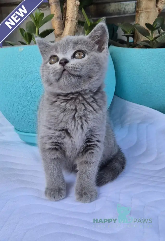 Edita Scottish Straight female blue live animals