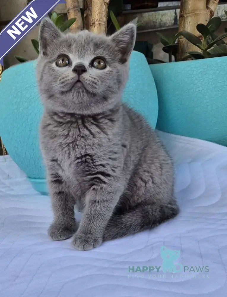 Edita Scottish Straight female blue live animals