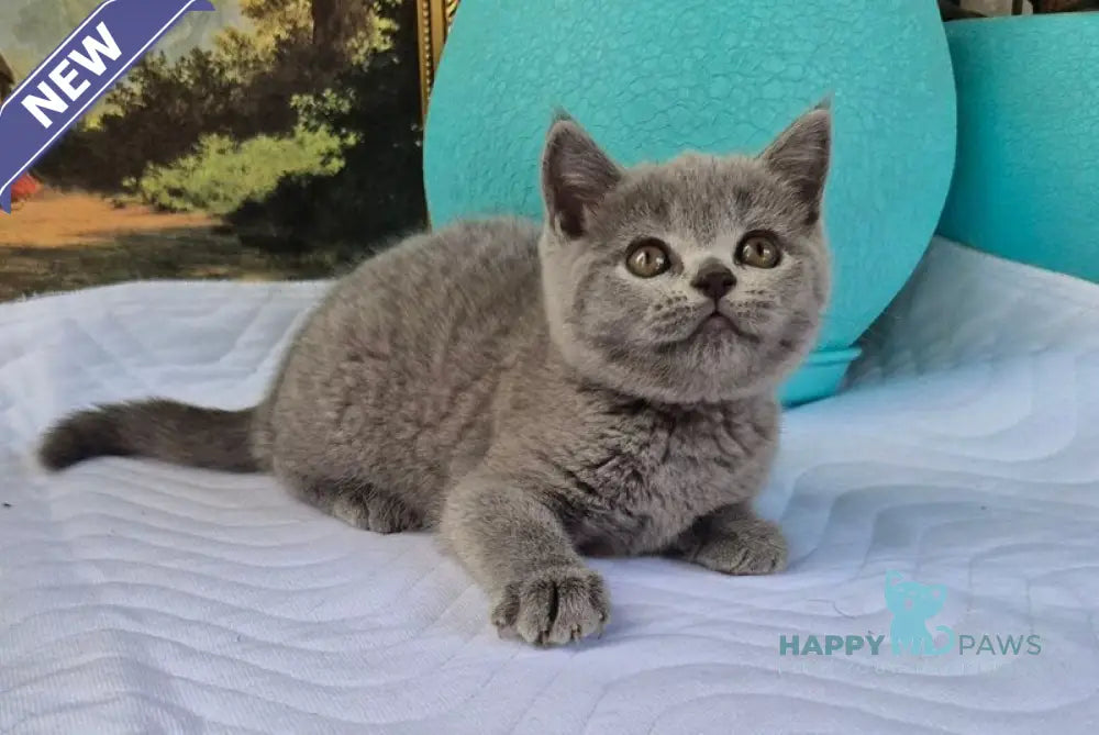 Edita Scottish Straight female blue live animals