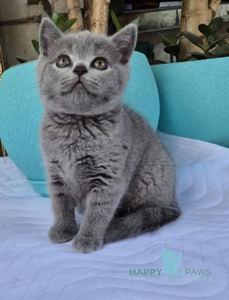 Edita Scottish Straight female blue live animals