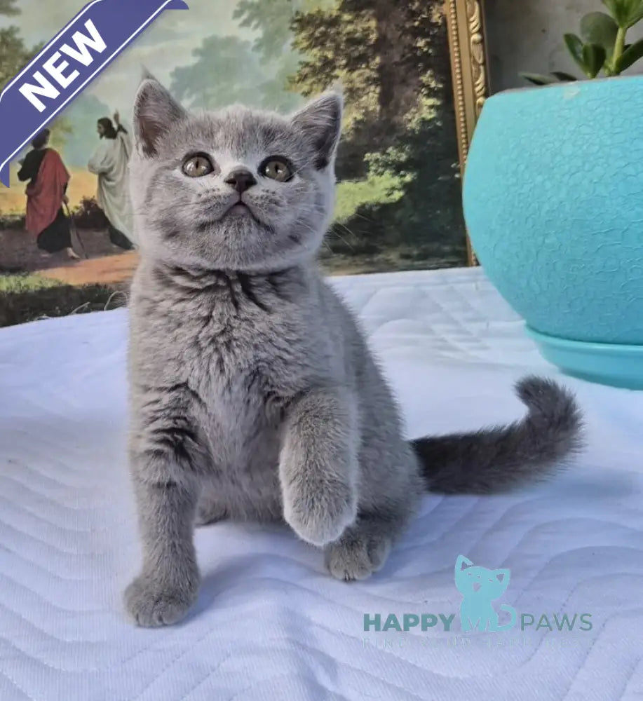 Edita Scottish Straight female blue live animals