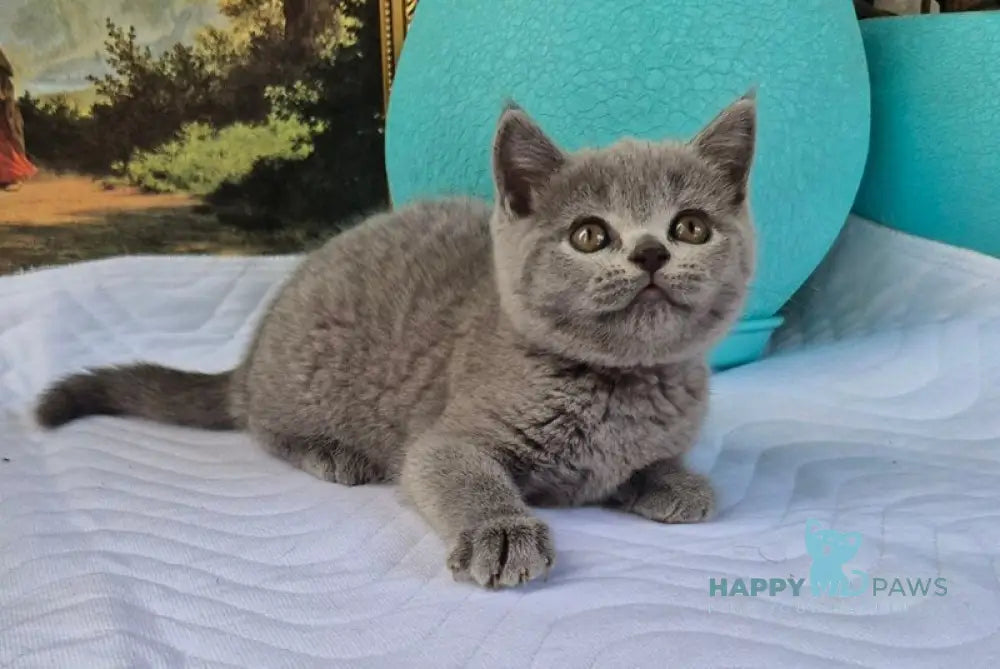 Edita Scottish Straight female blue live animals