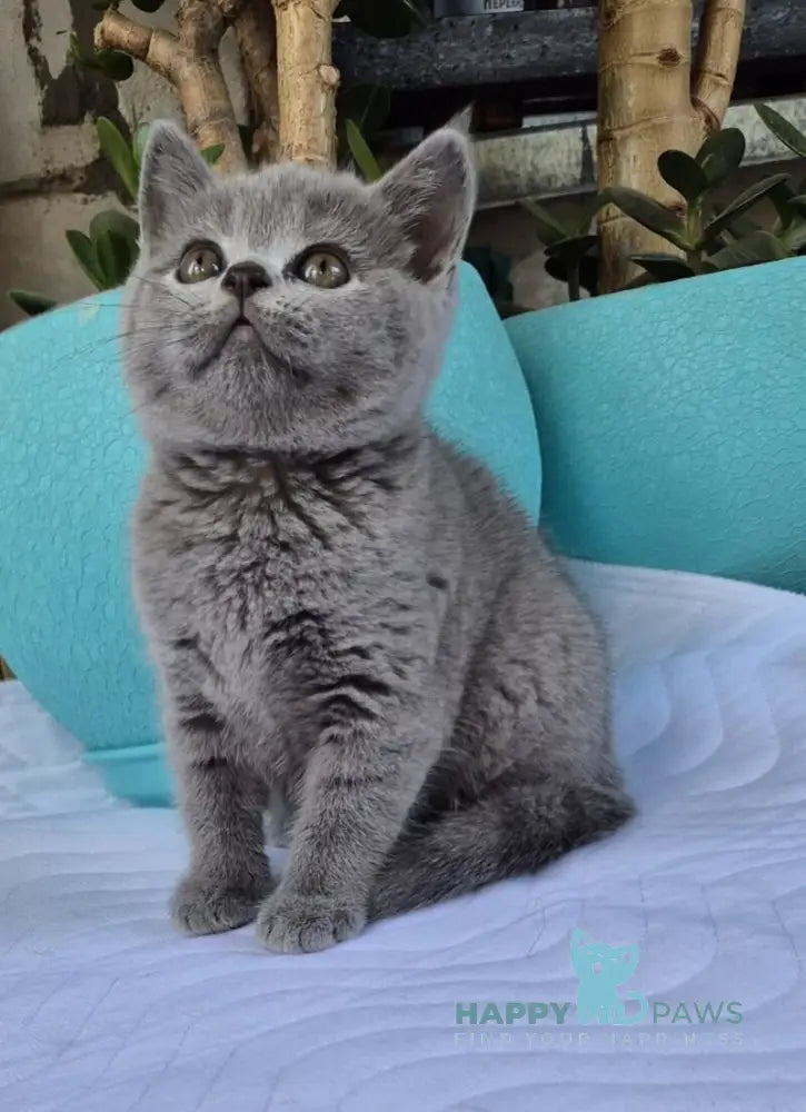 Edita Scottish Straight female blue live animals