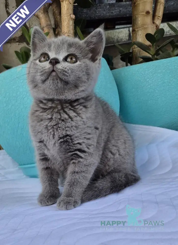 Edita Scottish Straight female blue live animals