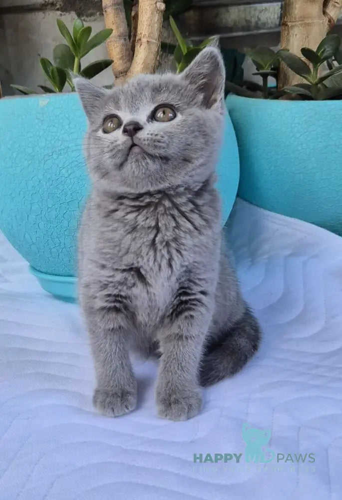 Edita Scottish Straight female blue live animals