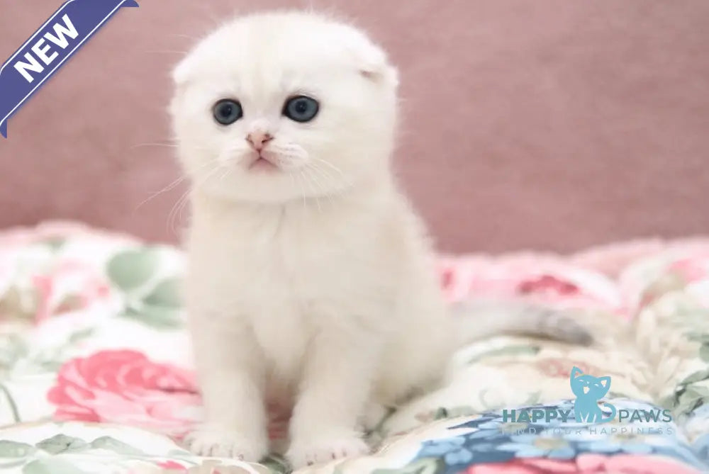 Edman Scottish Fold male black silver shaded pointed live animals