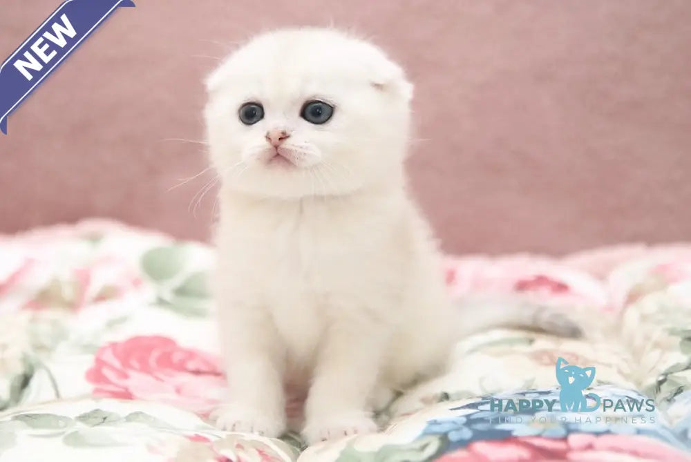 Edman Scottish Fold male black silver shaded pointed live animals