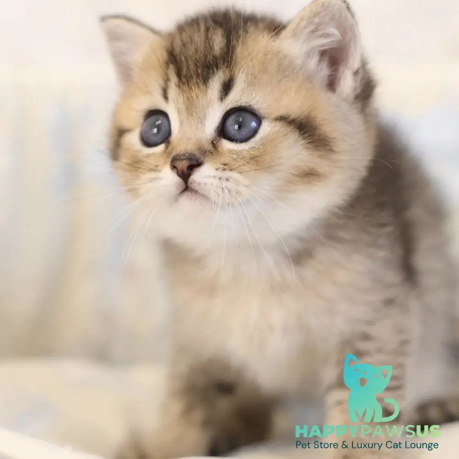 Edmond Scottish Straight male black golden ticked tabby - live animals