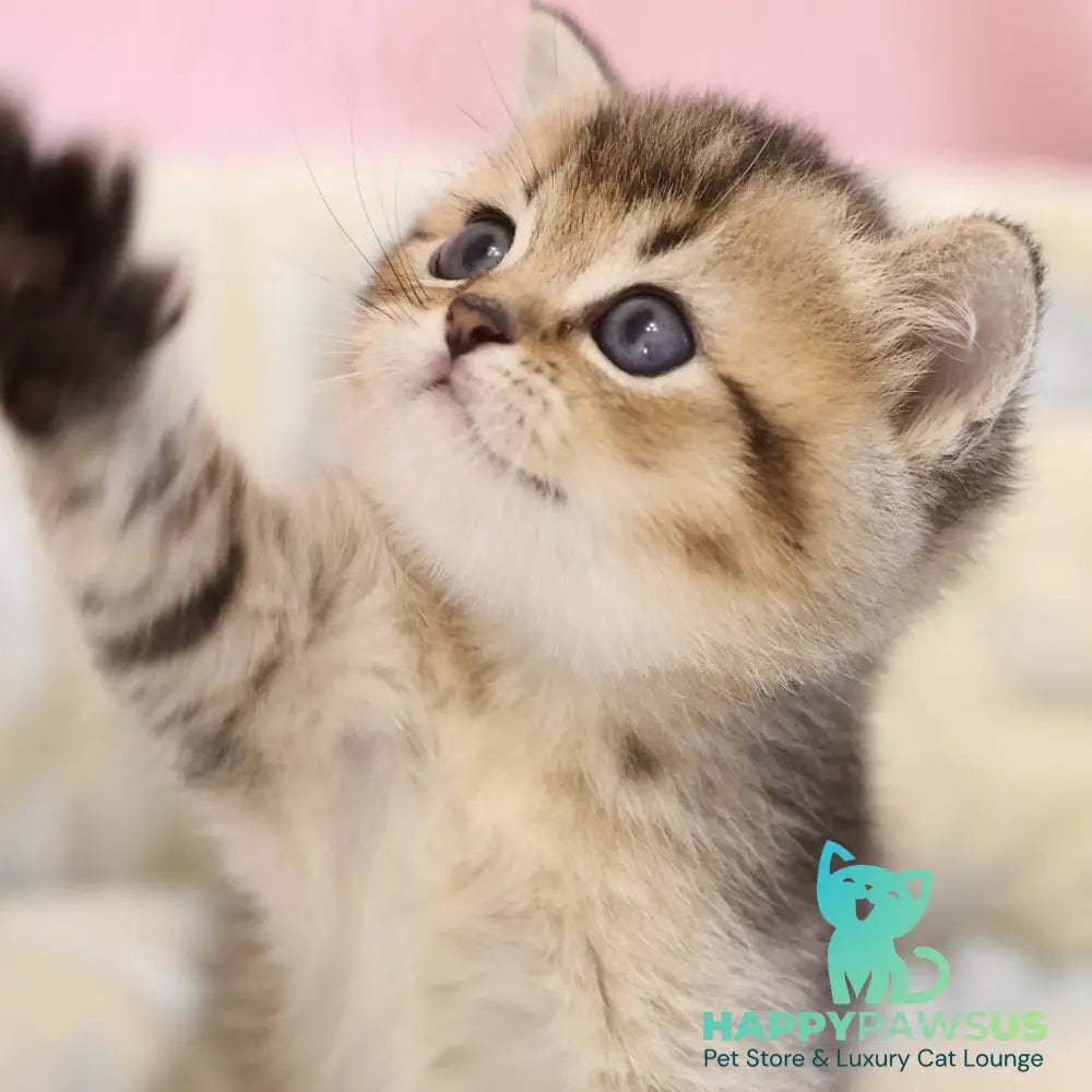 Edmond Scottish Straight male black golden ticked tabby - live animals