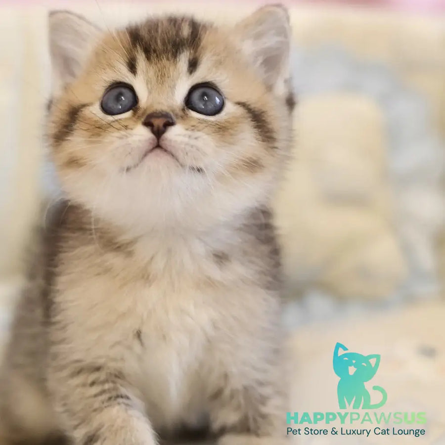Edmond Scottish Straight male black golden ticked tabby - live animals