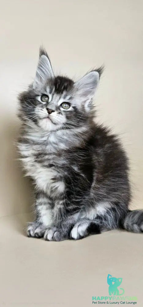 Edward Maine Coon male black silver ticked tabby - live animals