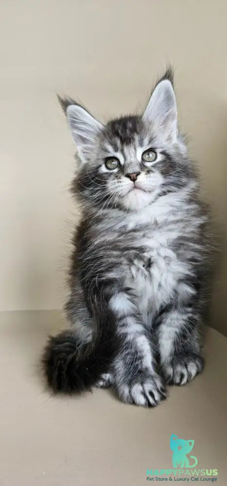 Edward Maine Coon male black silver ticked tabby - live animals