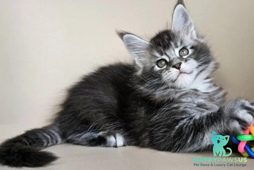 Edward Maine Coon male black silver ticked tabby - live animals